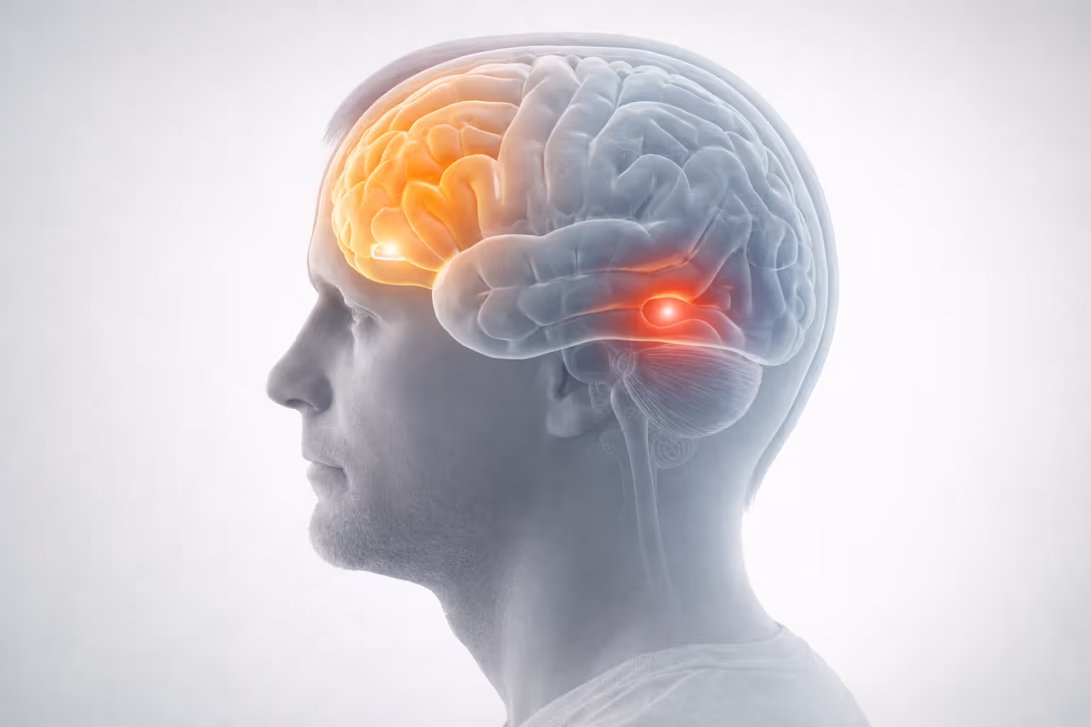 Side view of human head with highlighted prefrontal cortex and amygdala in brain illustration